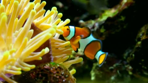 Clown fish