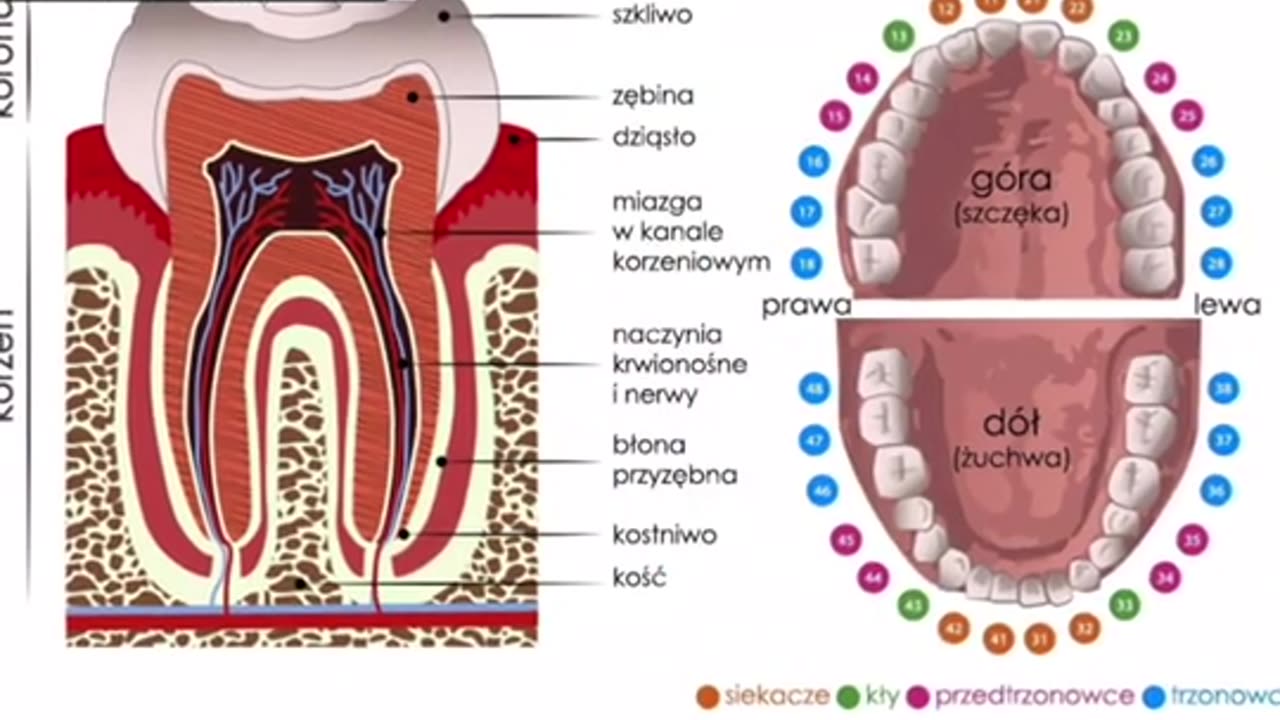 CHORE ZĘBY SĄ PRZYCZYNĄ CHORÓB ORGANÓW WEWNĘTRZNYCH