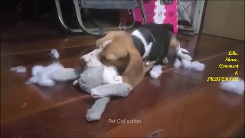 Cute And Funny Pet Videos - Funny Dog Videos - Baby Dogs 6