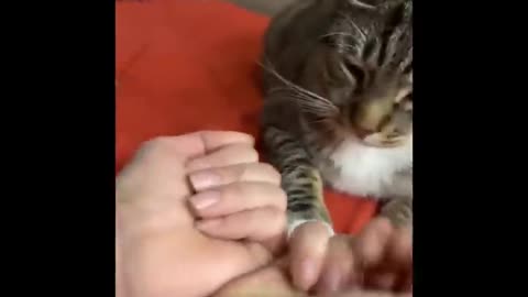 Laughing cute cat video with owner