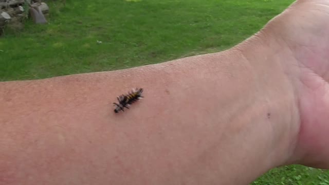 137 Toussaint Wildlife - Oak Harbor Ohio - Such A Small Creature