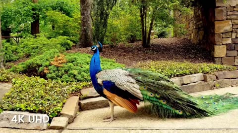 THE BIRDS 🌍 WORLD OF INDIA