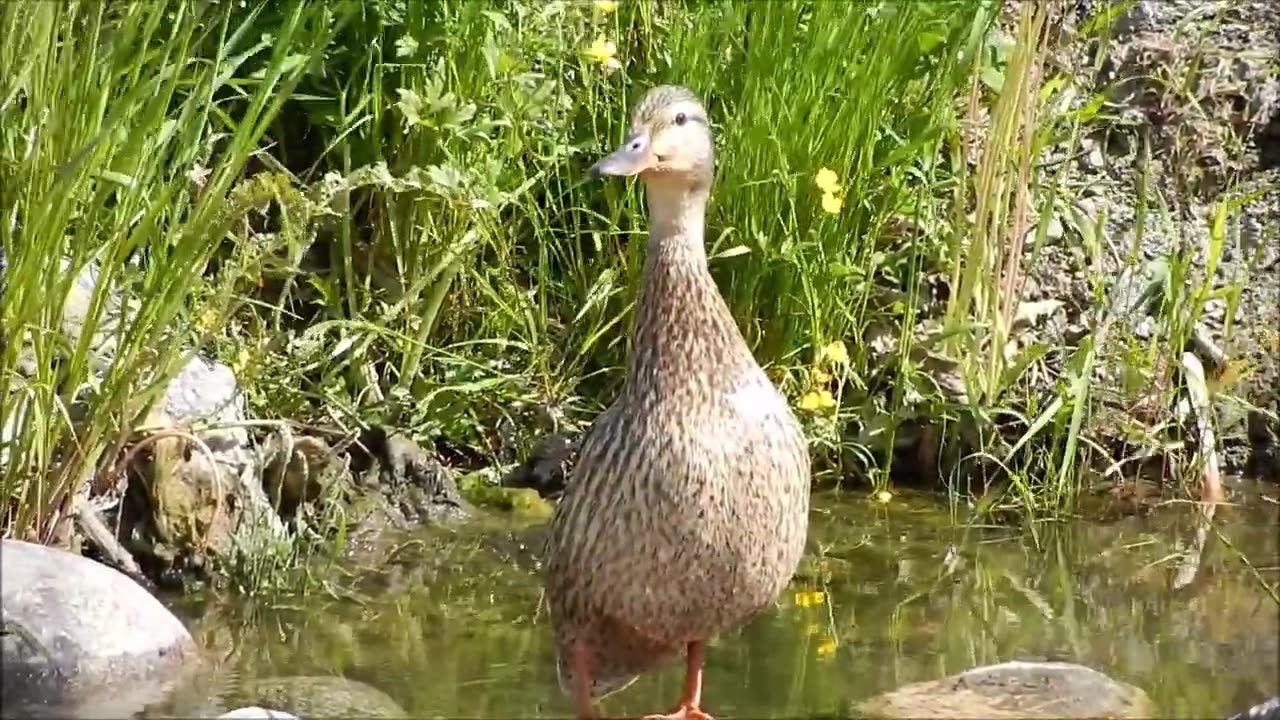 Sorsa video