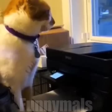 Funniest pets😁😁