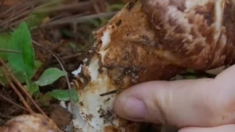 Matsutake Mushroom