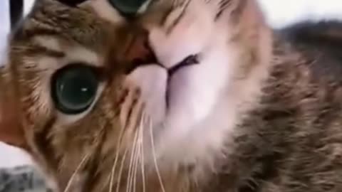 😂"Hold on to your sides, because these animals are about to make you laugh your heart out!