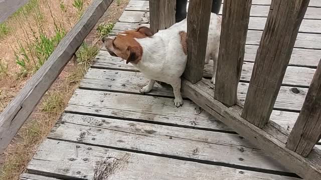 Too Many Peanut Butter Bones Gets Dog Stuck in Gate