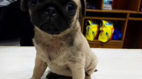 Pug