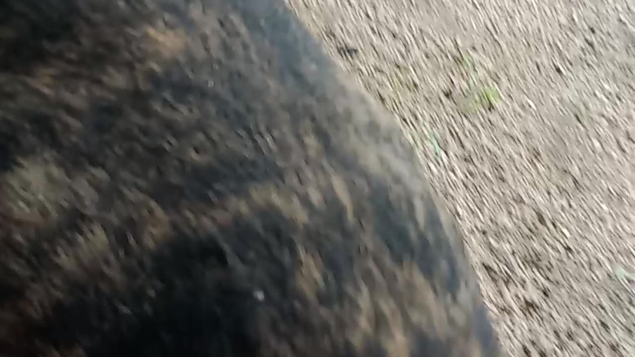 Pitbull de raça