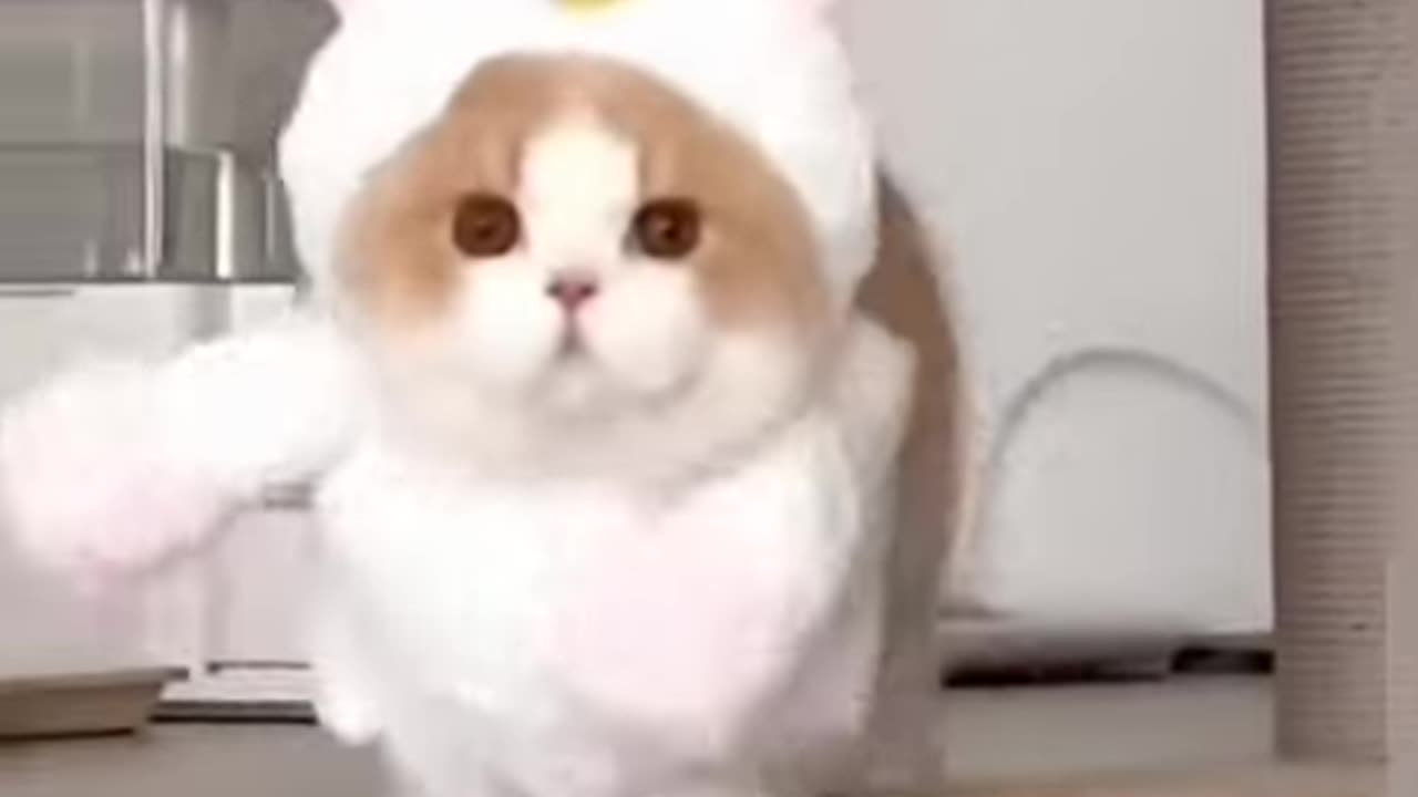 cute cat funny moments