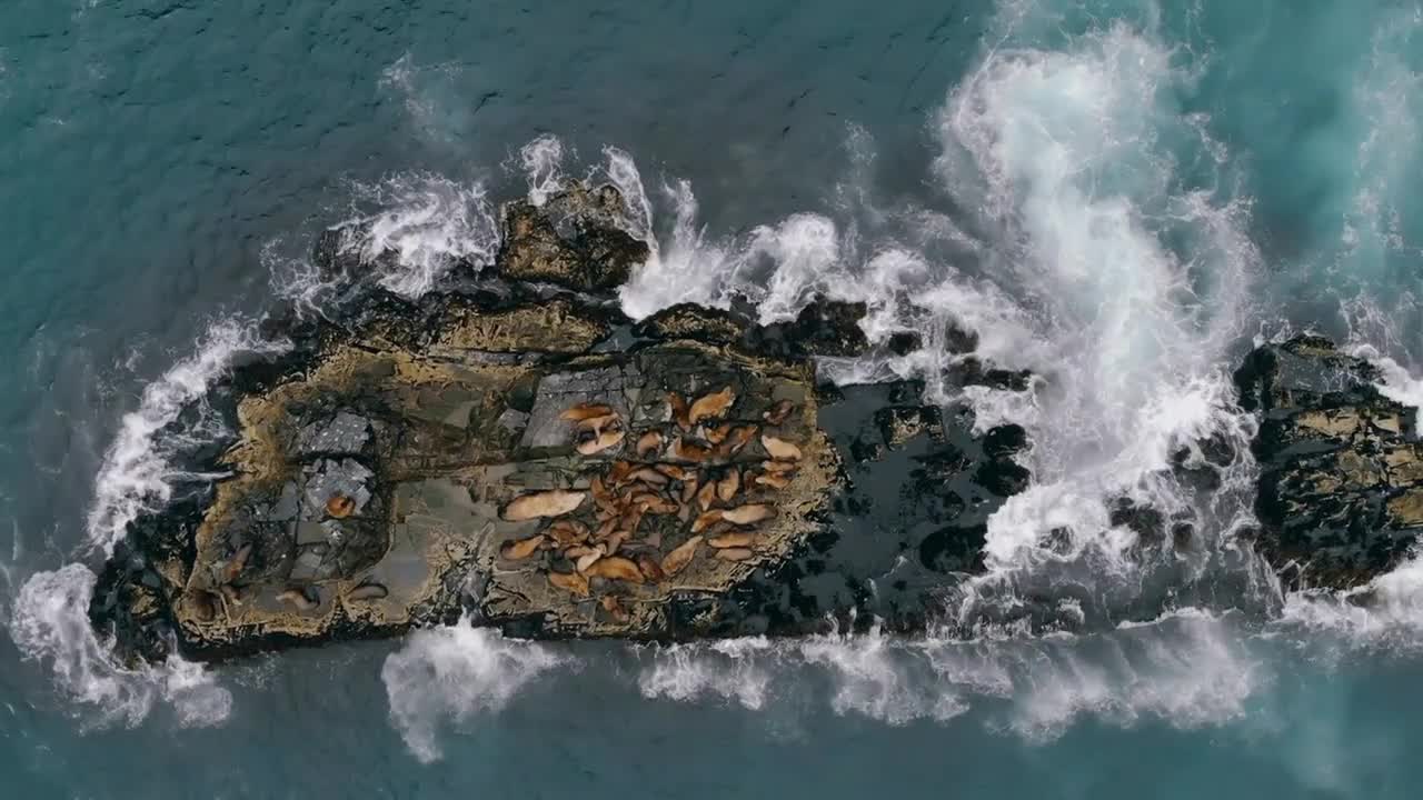 Bird eye view of flock of lying and resting sea lions