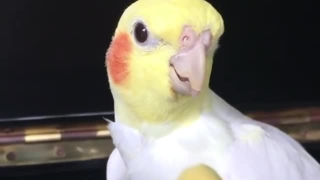 The cockatiel bird tries to eat food from its owner in a clever way while it sings