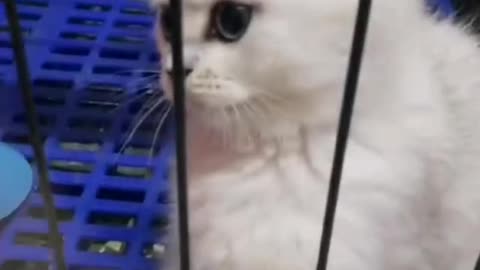 A little white cat playing with its owner