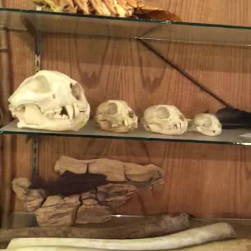 Bill Fox Museum Room-2019