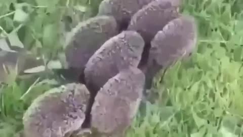 Hedgehogs Foraging Together