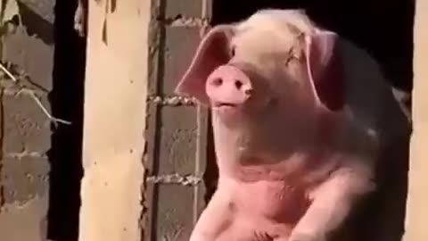 Top Of The Morning To Ye