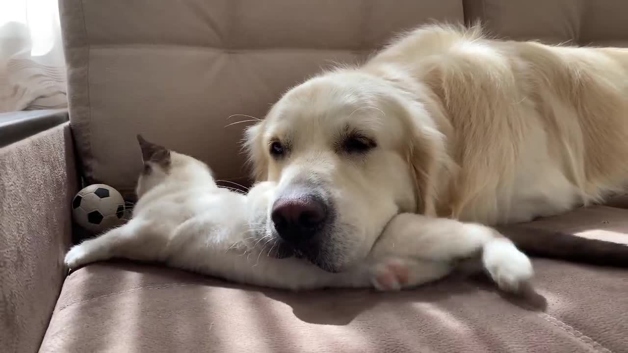 The Funniest Golden Retriever and Kitten Fighting for the Ball