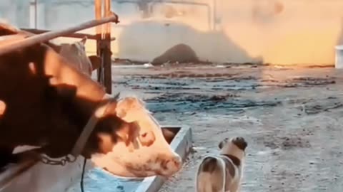 Dog and cat animals funny video 🤣🤣🤣🤣🤣🤣