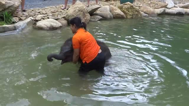 Bathing with the cute Baby Elephant of Khao Lak