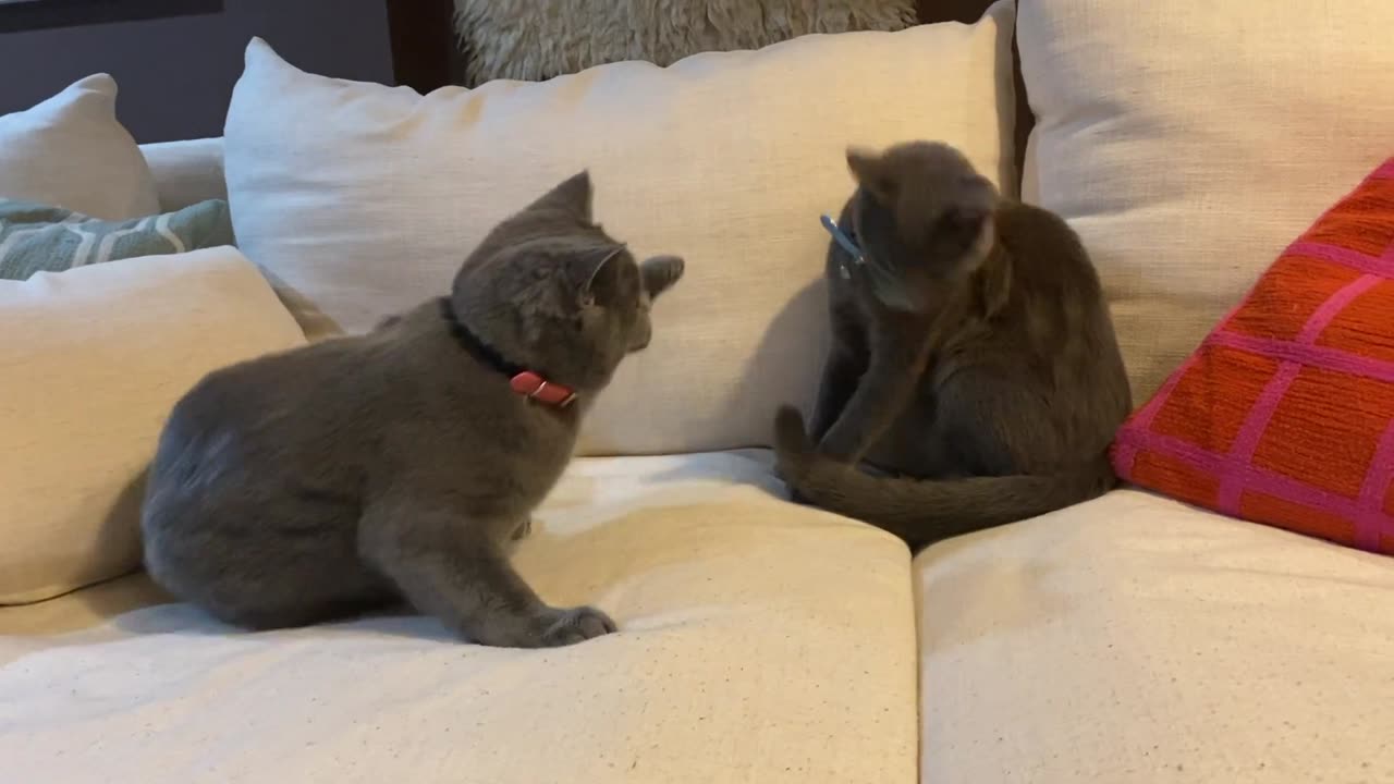 Cat fight