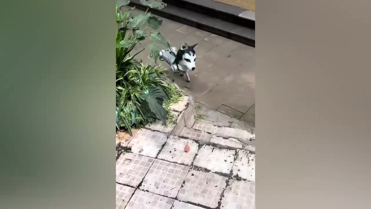 Funniest Animals 2023