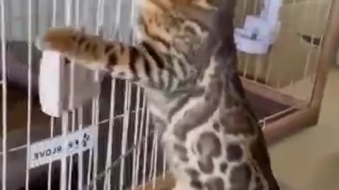 funny animal videos of the day0002