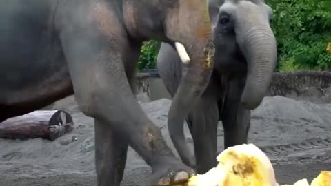 Antistress 😁🐘