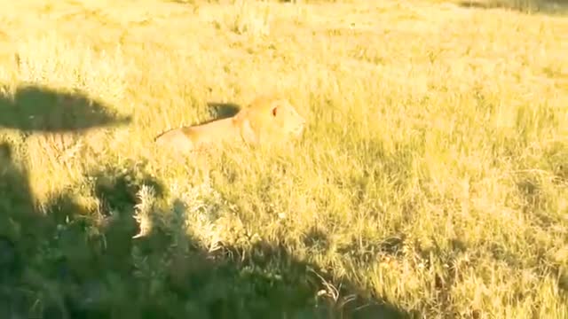 Wild life Hunting