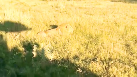 Wild life Hunting