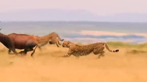 A lion hunting