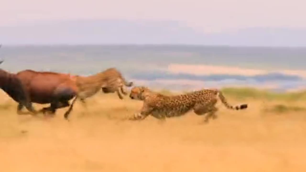 A lion hunting