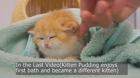 The reason I can't stop Touching face Kitten Pudding after her first bath.