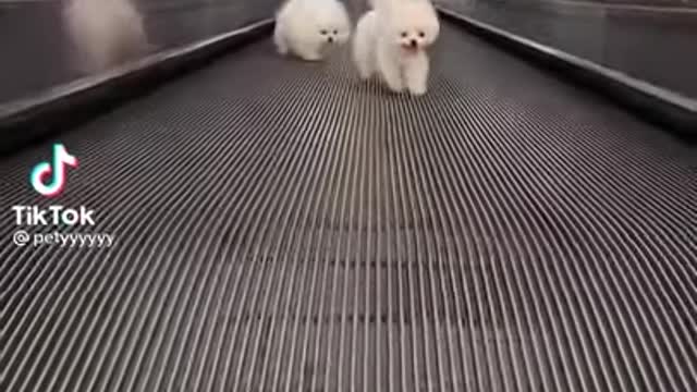 Cutest Moments of Dogs