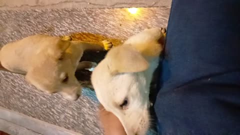Cute dog