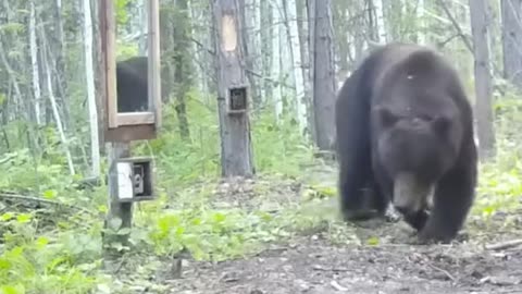 Curious bear in the mirror