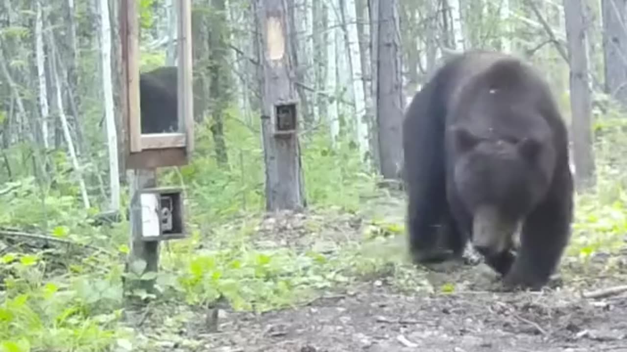 Curious bear in the mirror