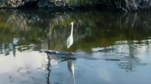 Is this an egret standing on a crocodile? It's unbelievable