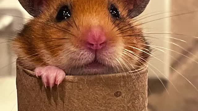 Hamsternamereveal