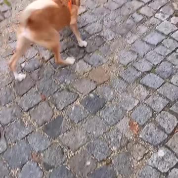 Enjoy the beautiful friendship between Boby and his mistress.#animals #dog #doglover #pet #pets