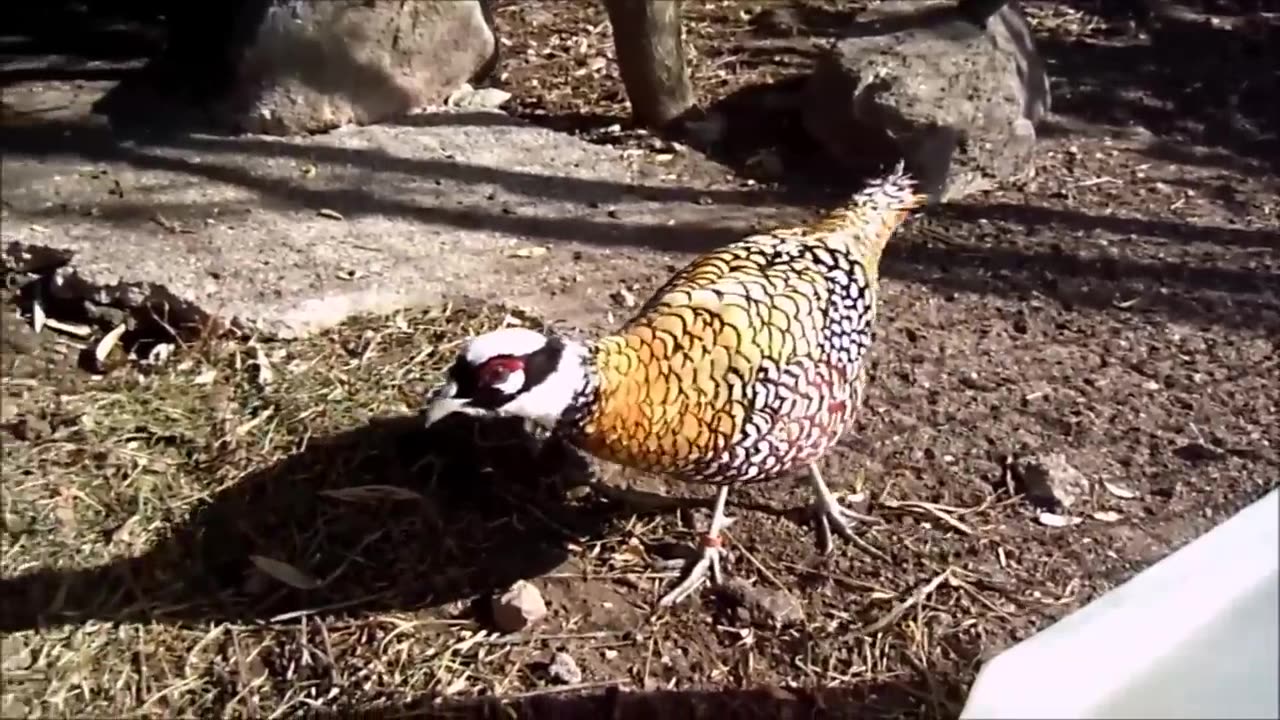 Beautiful Golden Pheasants and Wading Birds