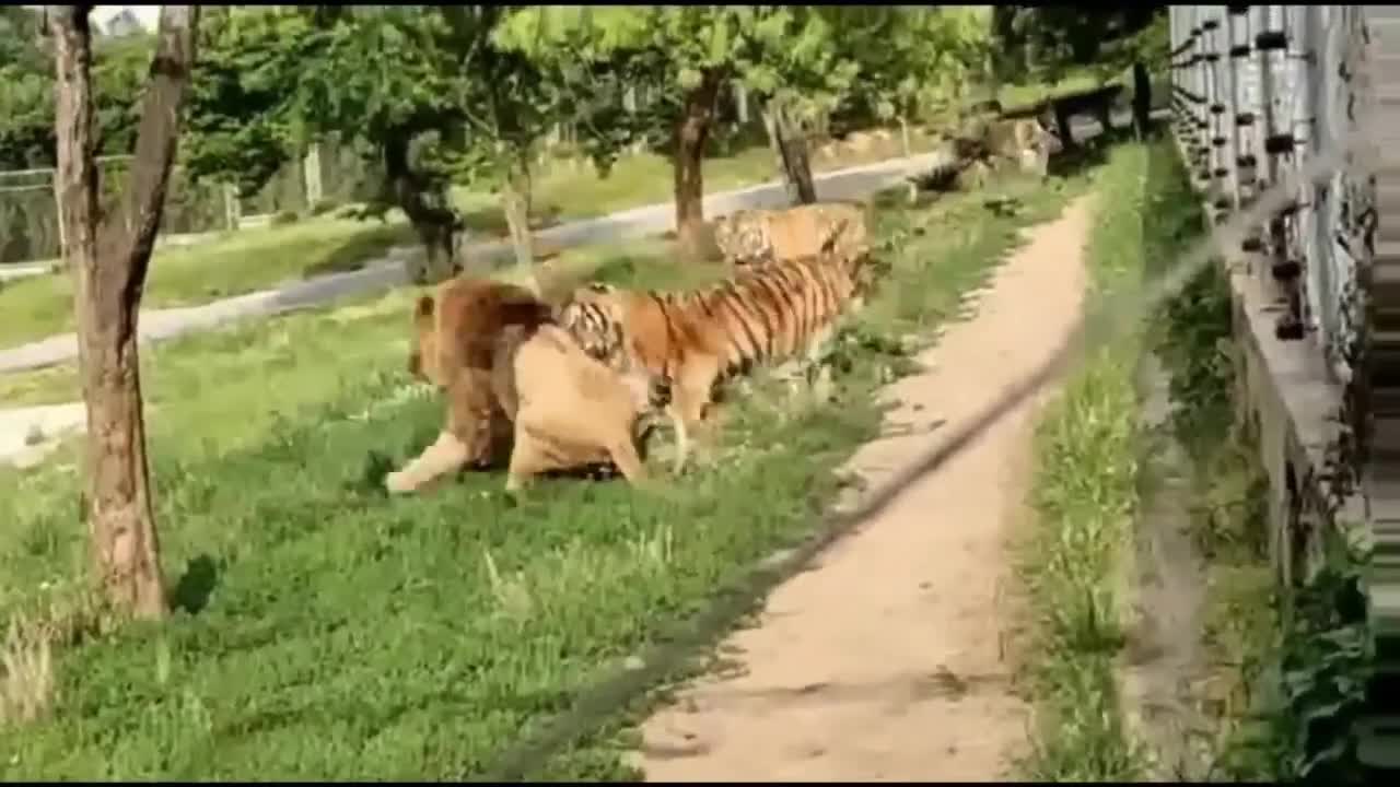 WHO IS THE REAL KING ??? LION VS TIGER