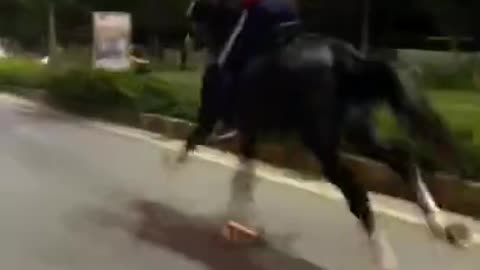 Horse running in full speed in America with car accident