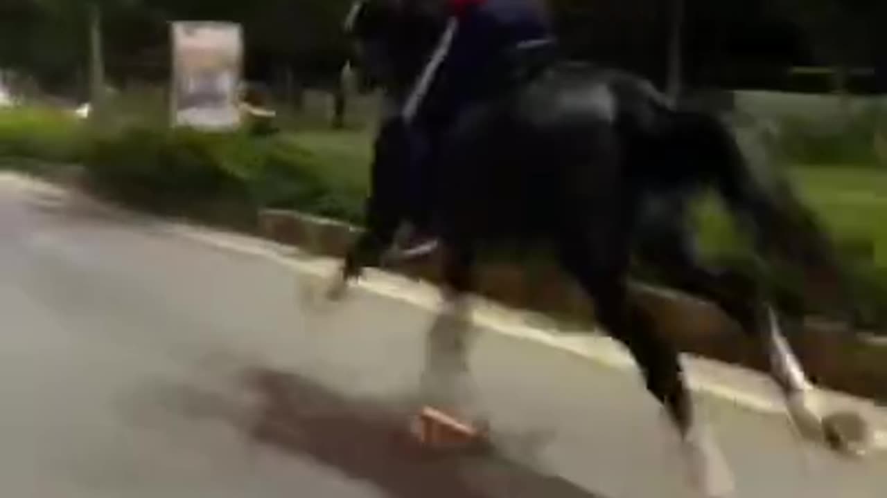 Horse running in full speed in America with car accident