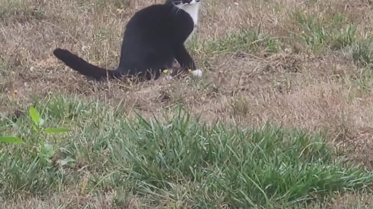 Cat Chases Early Morning Moths