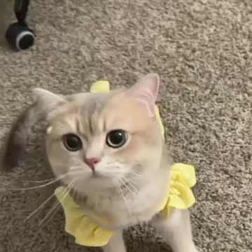 Wildlife animal top video knowledge 7