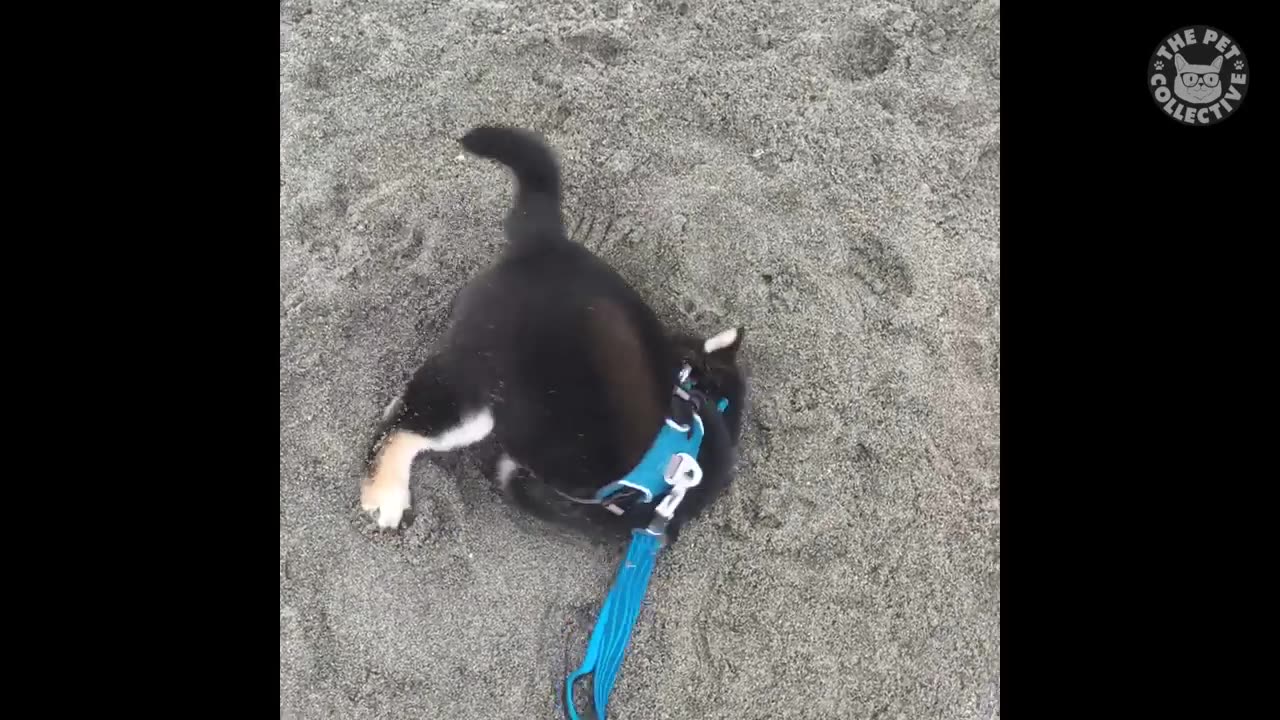 Try Not To Laugh _ Funny Pet Video Compilation.