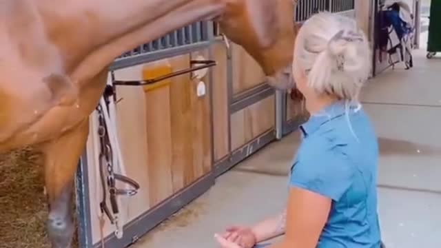 Attention from Horses......