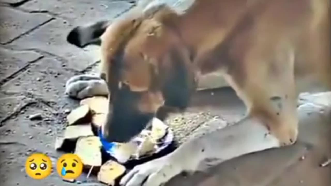 Boy help a dog 🐕
