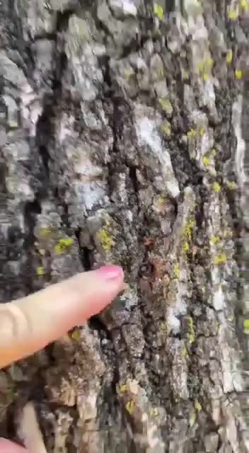 Spy Trees: Australian Freedom Convoy to Canberra