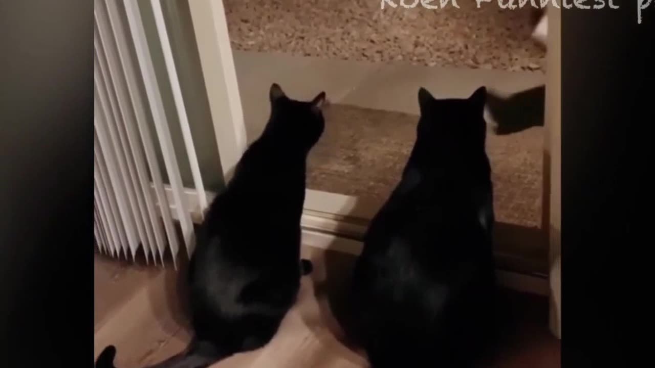 Funny vídeos Rumble 😆
